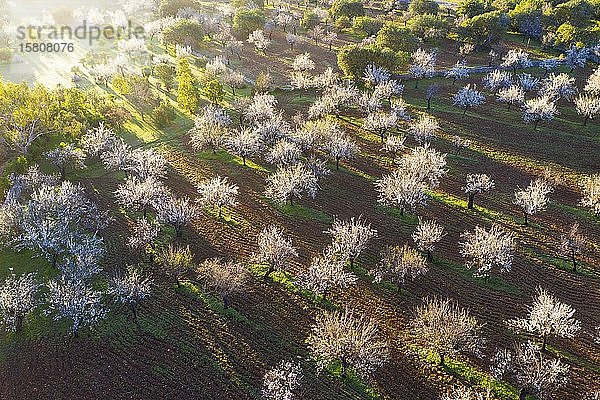Mandelblüte  blühende Mandelplantage  bei Mancor de la Vall  Luftaufnahme  Mallorca  Balearen  Spanien  Europa