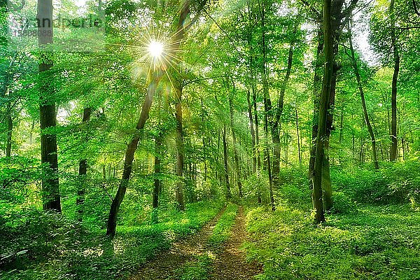 Wanderweg durch naturnahen Laubmischwald im Frühling  die Sonne scheint durch das Laub  Burgenlandkreis  Sachsen-Anhalt  Deutschland  Europa