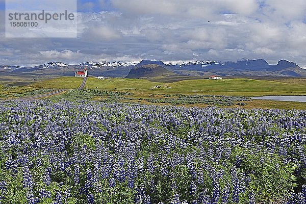 Lupinia (Lupinus) und die Kirche von Ingjaldshóll dahinter der wolkenverhangene Snaefellsnessjökull  Snaefellsness Halbinsel  Island  Europa