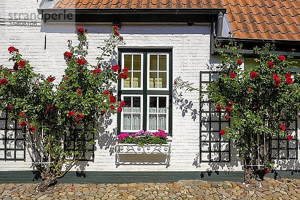Rosenstöcke an einer Hausfassade  Wasserreihe  Husum  Nordfriesland  Schleswig-Holstein  Deutschland  Europa
