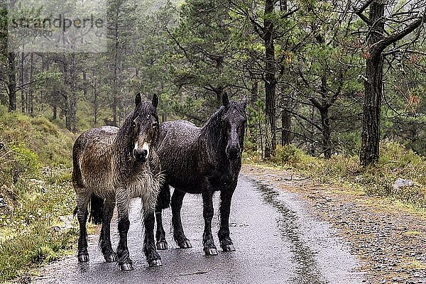 Zwei nasse Pferde stehen im Wald im Regen  Spanien  Europa