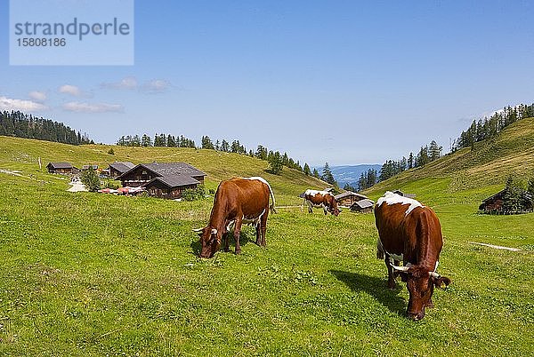 Schafbergblickhütte mit Viehherde  Postalm  Strobl  Salzkammergut  Land Salzburg  Österreich  Europa