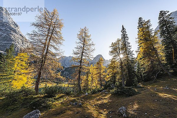 Herbstfärbung  gelbe Lärchen am Seebensee  im Rücken der Sonnenspitze  Ehrwald  Mieminger Kette  Tirol  Österreich  Europa