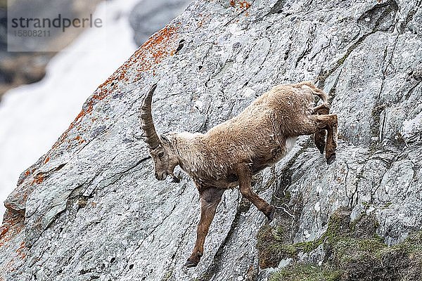 Alpensteinbock (Capra Ibex) beim Laufen in der Felswand  Nationalpark Hohe Tauern  Kärnten  Österreich  Europa