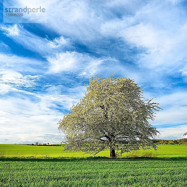 Frühlingslandschaft  blühender Kirschbaum (Prunus)  grüne Felder  blauer Himmel mit Wolken  bei Freyburg  Burgenlandkreis  Sachsen-Anhalt  Deutschland  Europa