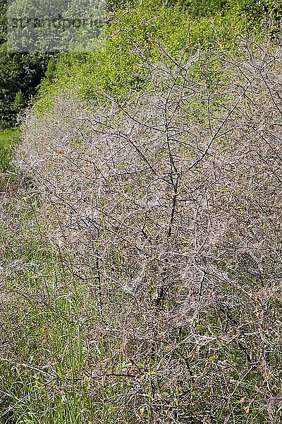 Hermelinfalter (Yponomeutidae) bedecken eine Schlehenhecke (Prunus spinosa) mit gesponnenem Garn  Hessen  Deutschland  Europa