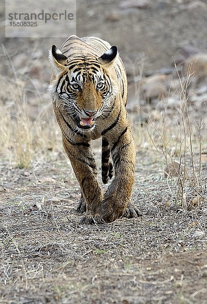 Bengalischer Tiger (Panthera tigris tigris)  Weibchen  Ranthambhore National Park  Rajasthan  Indien  Asien
