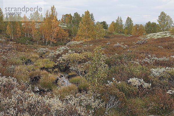 Birken  Flechten  Herbst  Dovrefjell-Sunndalsfjella-Nationalpark  Norwegen  Europa