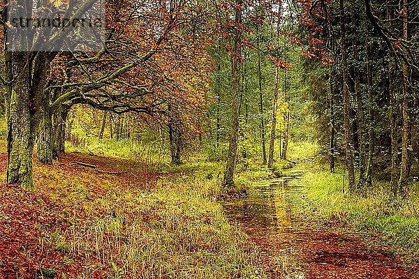 Herbstlicher Wald  Spessart  Bayern  Deutschland  Europa