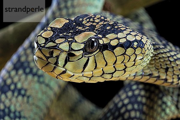 Sumatra-Höhlenschrecke (Trimeresurus sumatranus) In Gefangenschaft  Sumatra. Indonesien