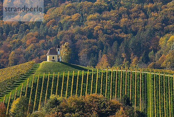 Kapelle mit Weinberg im Herbst an der Südsteirischen Weinstraße  Herbstfarben  Wald  Steiermark  Österreich  Europa