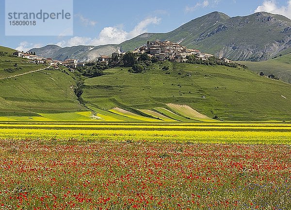 Blühendes Mohnfeld (Papaver) hinter dem Dorf Castellucio  Italien  Europa