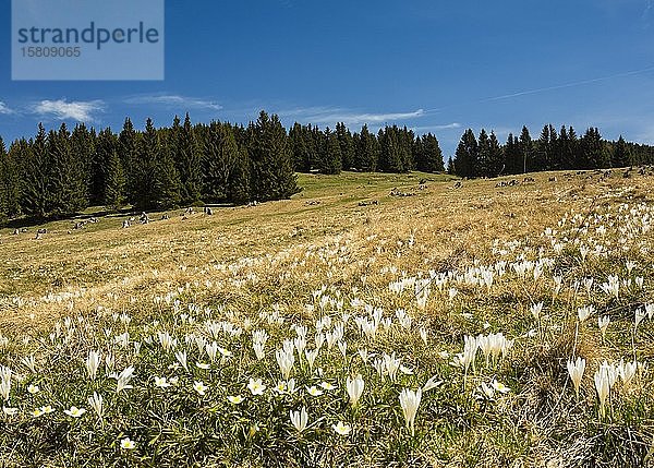 Weiße Krokusblüten (Crocus) auf der Alm  Teichalm  Sommeralm  Steiermark  Österreich  Europa