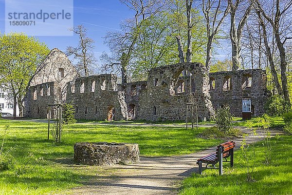 Ruine des Klosters Nimbschen  Grimma  Sachsen  Deutschland  Europa