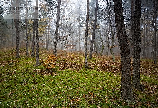 Wald im Herbst mit Nebel  Kulm  Steiermark  Österreich  Europa