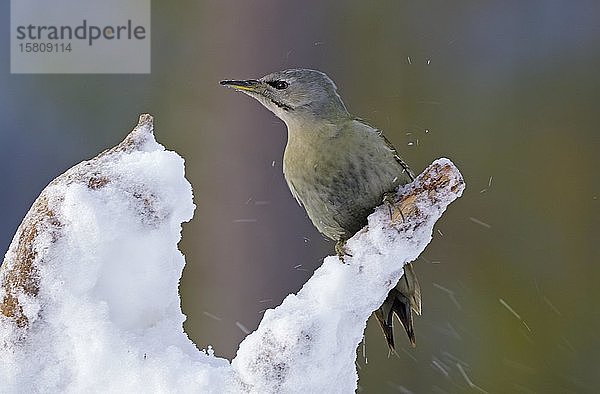 Grauspecht (Picus canus)  Weibchen auf verschneitem Ast  Kuusamo  Finnland  Europa