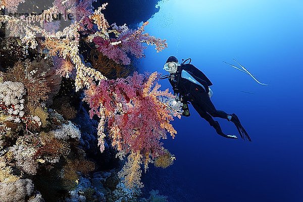 Taucher beobachtet Klunzingers Weichkorallen (Dendronephthya klunzingeri) an einer Korallenriffwand  Rotes Meer  Ägypten  Afrika