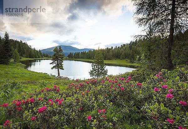 Blühende Alpenrosen (Rhododendron hirsutum) mit See und Bäumen  Sonnenaufgang  Schwarzsee  Turracherhöhe  Kärnten  Österreich  Europa