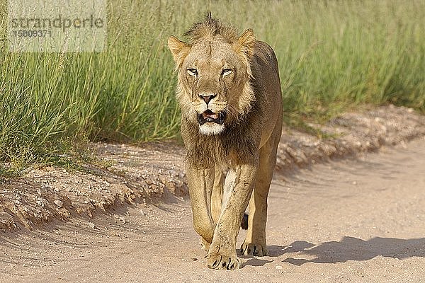 Schwarzmähnenlöwe (Panthera leo vernayi)  erwachsenes Männchen  läuft entlang einer unbefestigten Straße  Kgalagadi Transfrontier Park  Nordkap  Südafrika  Afrika