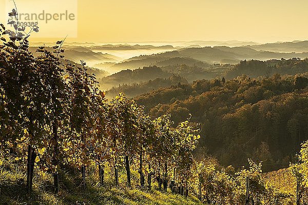 Weinberg im Herbst bei Sonnenaufgang mit Nebel  Südsteirische Weinstraße  Steiermark  Österreich  Europa