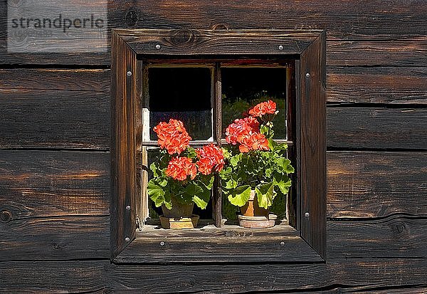 Blumenfenster  Belagony  Freilichtmuseum  Rauchhaus  Mondsee  Salzkammergut  Oberösterreich  Österreich  Europa