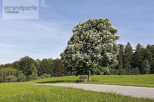 Bank unter Kastanie (Aesculus hippocastanum)  Blume  Bayern  Deutschland  Europa