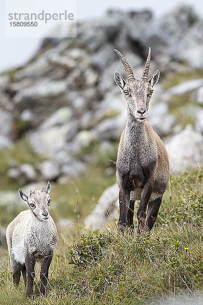 Alpensteinböcke (Capra ibex)  Mutter und Jungtier  Berner Oberland  Schweiz  Europa