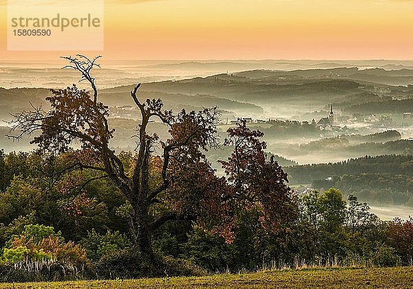 Sonnenaufgang mit Baum und Herbstnebel im Tal  Kirche  Pischelsdorf  Kulm  Oststeiermark  Steiermark  Österreich  Europa