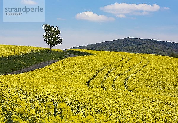 Blühendes Rapsfeld (Brassica napus) mit Weg und Baum  blauer Himmel  Wolken  Burgenland  Österreich  Europa