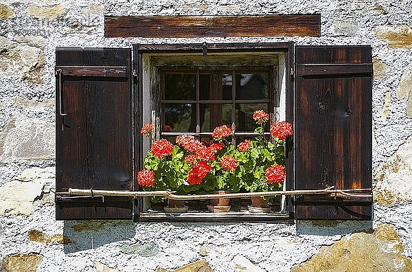 Bauernhaus  Blumenfenster mit Belagonen  Freilichtmuseum Mondsee  MondseeSalzkammergut  Oberösterreich  Österreich  Europa