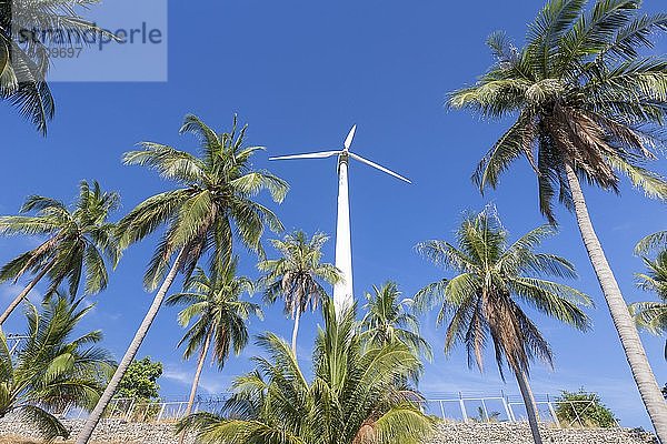 Windkraftanlage umgeben von Palmen  Koh Tao  Thailand  Asien