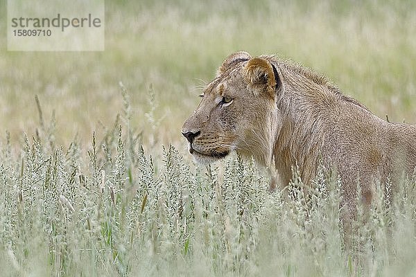 Schwarzmähnenlöwe (Panthera leo vernayi)  junges erwachsenes Männchen  stehend im hohen Gras  beobachtend  Kgalagadi Transfrontier Park  Nordkap  Südafrika  Afrika