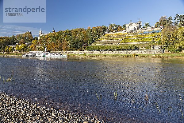 Elbdampfer auf der Elbe  im Hintergrund Schloss Albrechtsberg und das Lingnerschloss  Herbst  Sachsen  Deutschland  Europa