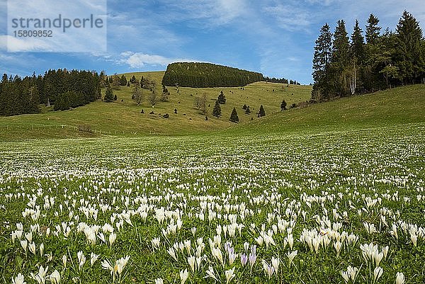 Krokusblüten auf der Alm  Sommeralm  Almenland  Steiermark  Österreich  Europa