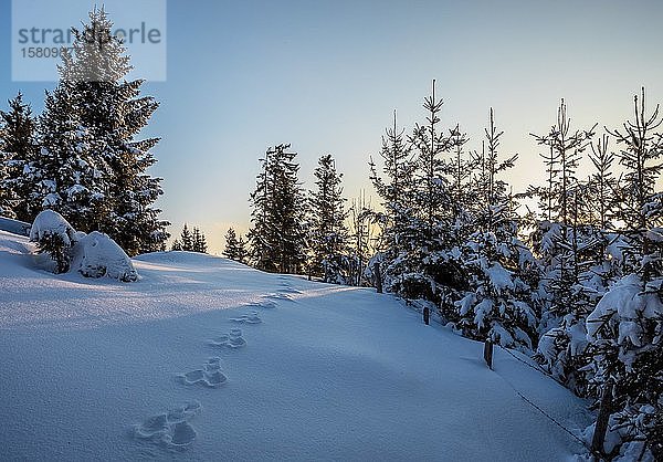 Tierspuren im Schnee im Wald  Fichten (Picea)  Sommeralm  Steiermark  Österreich  Europa