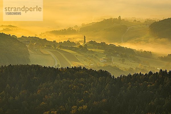 Wald mit Morgennebel bei Sonnenaufgang  Kulmland  Steiermark  Österreich  Europa