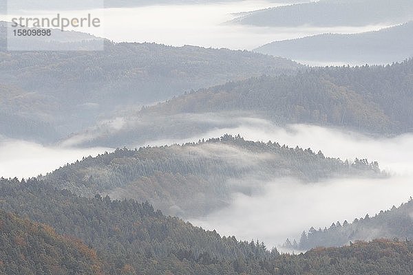 Pfälzerwald im Morgennebel  Rheinland-Pfalz  Deutschland  Europa