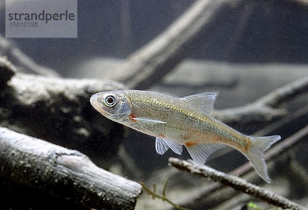 Schneider oder Spirlin (Alburnoides bipunctatus)  in Gefangenschaft  Frankreich  Europa