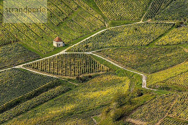 Weinberge des Dorfes Chateau-Chalon  Departement Jura  Bourgogne-Franche-Comté  Frankreich  Europa