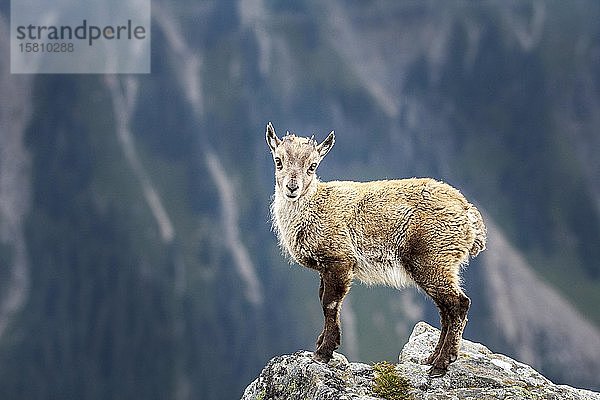 Alpensteinbock (Capra ibex)  Jungtier  Berner Oberland  Schweiz  Europa