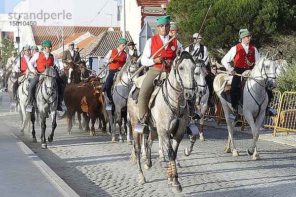 Parade von Reitern und Stieren in den Straßen während der Festas do Barrete Verde e das Salinas  Alcochete  Provinz Setubal  Portugal  Europa