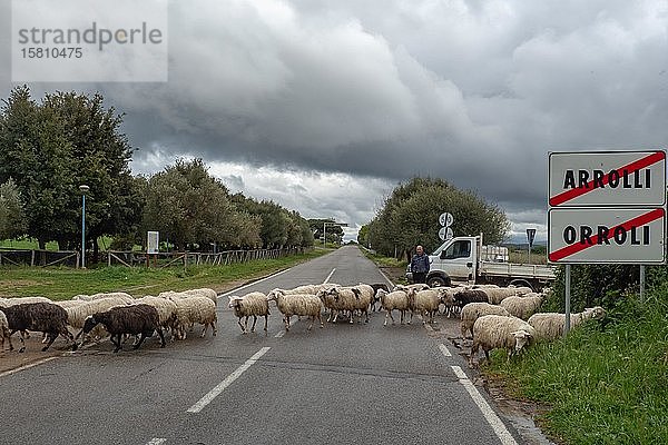 Schafe beim Überqueren der Straße  Arrolli  Sardinien  Italien  Europa