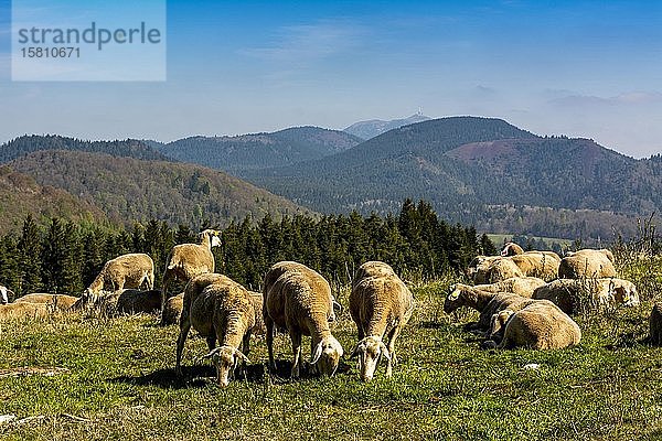 Weidewirtschaft im regionalen Naturpark der Vulkane der Auvergne  Unesco-Welterbe  Departement Puy de Dome  Auvergne-Rhone-Alpes  Frankreich  Europa