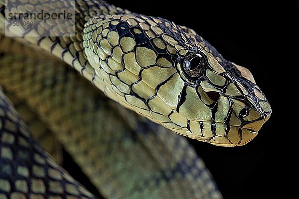 Sumatra-Höhlenschrecke (Trimeresurus sumatranus) In Gefangenschaft  Sumatra. Indonesien