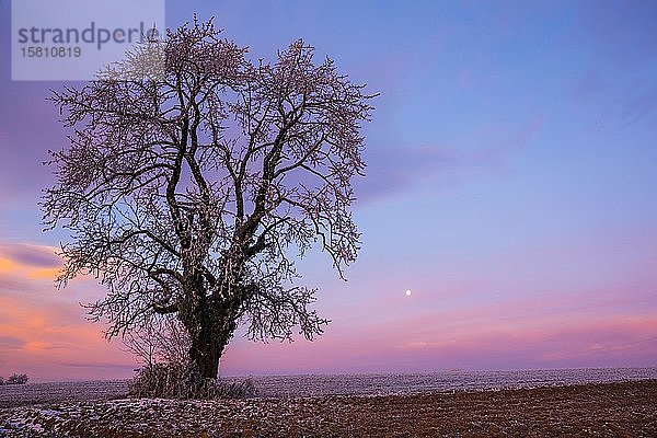 Alter Kirschbaum (Prunus) bei Sonnenuntergang im Winter  Kulm  Oststeiermark  Steiermark  Österreich  Europa