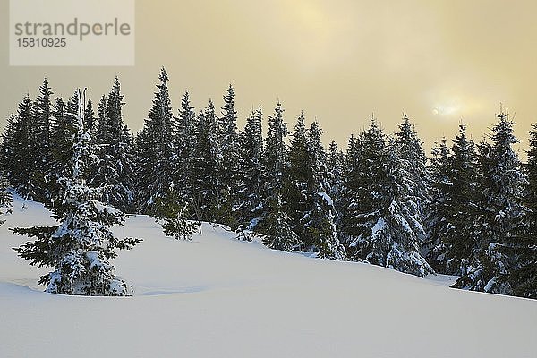 Fichtenwald (Picea) mit Schnee bei Sonnenuntergang  Hochwechsel  Steiermark  Österreich  Europa