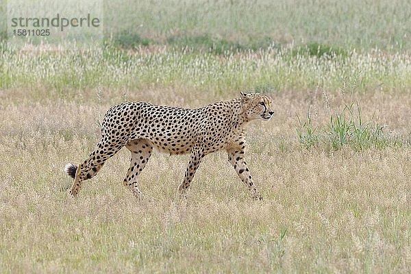 Gepard (Acinonyx jubatus)  erwachsenes Männchen  im Gras laufend  Kgalagadi Transfrontier Park  Nordkap  Südafrika  Afrika
