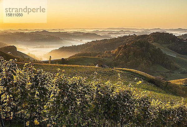 Weinberg bei Sonnenaufgang im Herbst mit Nebel  Südsteirische Weinstraße  Steiermark  Österreich  Europa