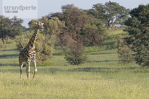 Südafrikanische Giraffe (Giraffa camelopardalis giraffa)  erwachsenes Männchen  im Gras gehend  Kgalagadi Transfrontier Park  Nordkap  Südafrika  Afrika