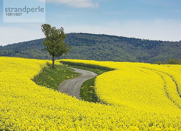 Blühendes Rapsfeld (Brassica napus) mit Weg und Baum  Burgenland  Österreich  Europa